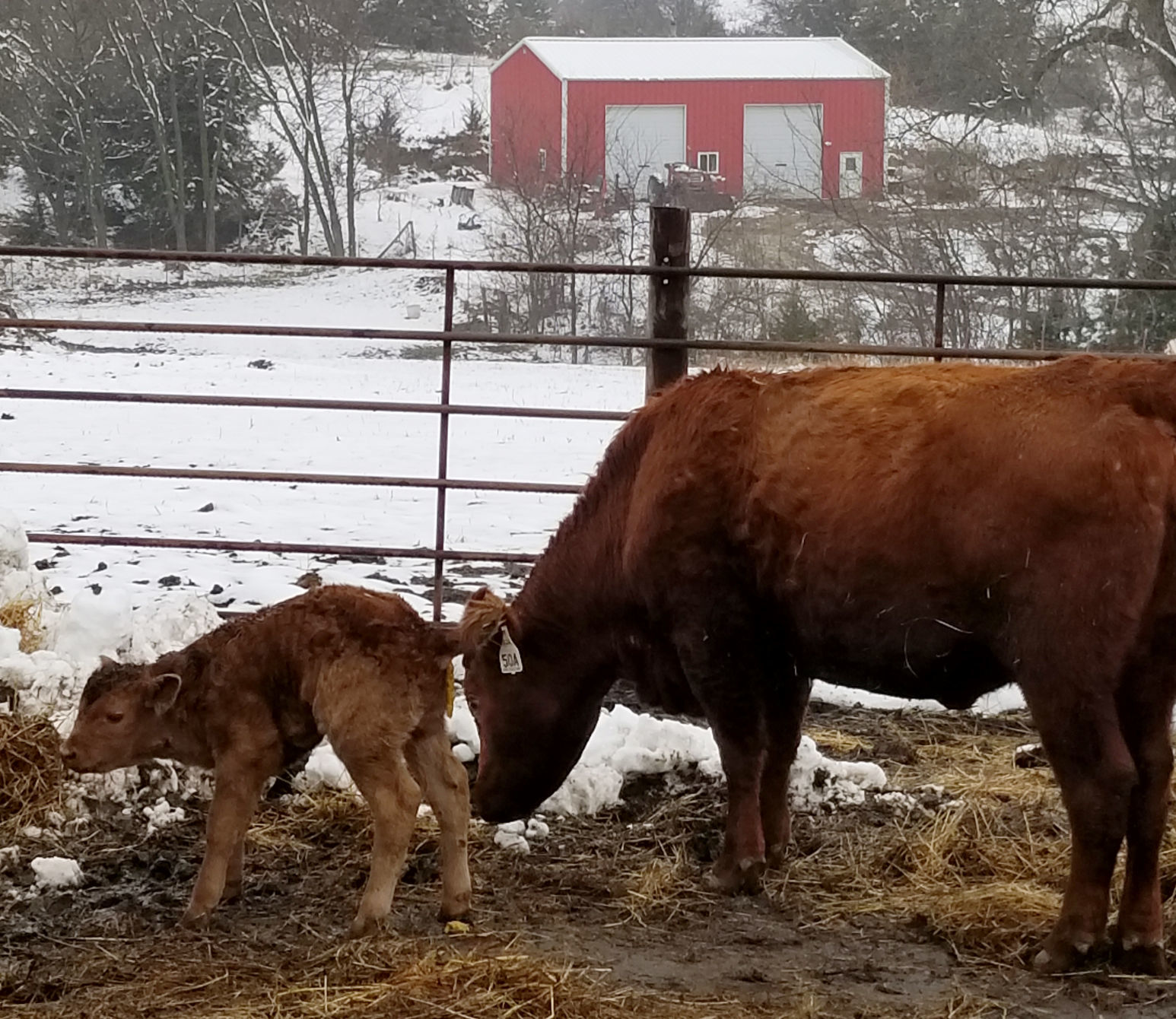 New calf